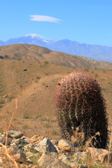 Red California barrel cactus with mountain background - 325567612