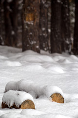 wood in the forest