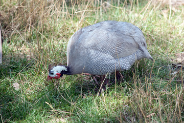 this is a side view of a Helmeted Guinea fowl