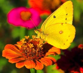 butterfly on a flower