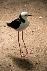 this is a side view of a black winged stilt