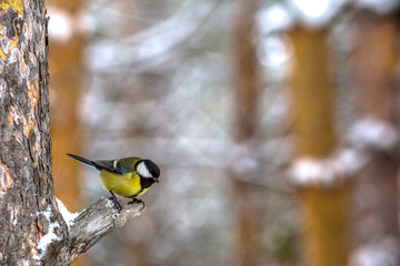 great tit on branch