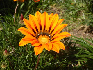 Flor naranja
