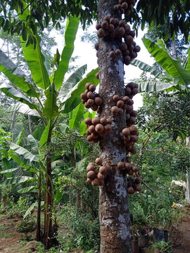 Stelechocarpus burahol, known as the burahol, kepel, kepel fruit, , or kepel apple, is an annonaceous plant from the humid evergreen forests of Southeast Asia, known for producing an indonesian fruit