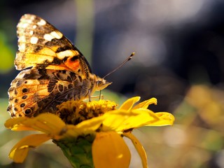 butterfly on flower