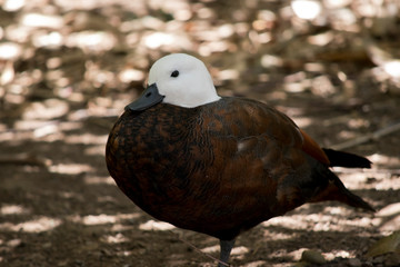 this is a side view of a paradise shelduck