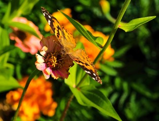 butterfly on yellow flower