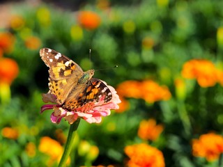 butterfly on a flower