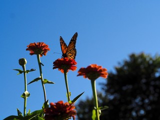butterfly on flower