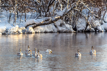 swans on the lake
