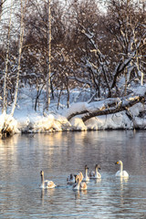 swans on the lake