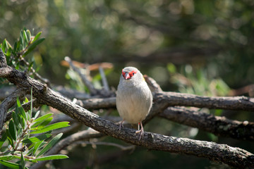 the red browed finch is perched on a tree branch