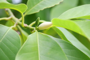 Light yellow bud of White Champaka on branch and green leaves, Thailand. Another name is White Sandalwood or White Jade Orchid Tree, Thailand.
