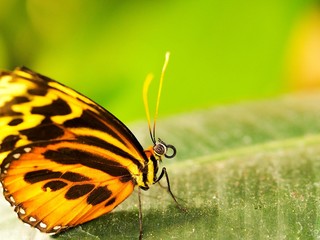 Butterfly on leaf