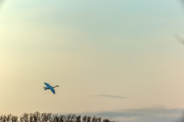 Fototapeta na wymiar swans in flight