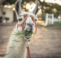  White llama eating grass in the field © Soledad