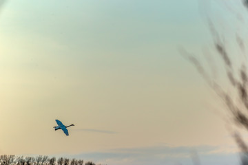 swans in flight
