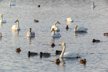 swans on the lake