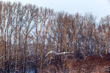 Foto auf Leinwand swans in flight © Sotnikov_EM