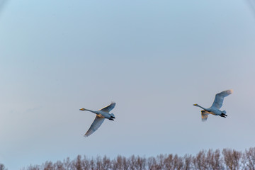 swans in flight