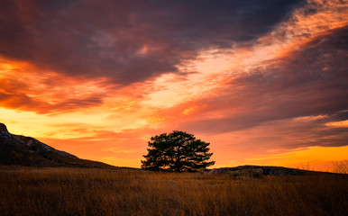 Lone tree over sunset