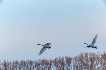 swans in flight
