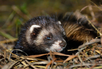 Ferret goes to bed after hunting
