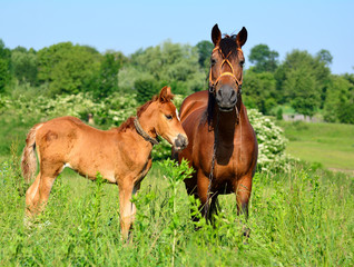 Naklejka na ściany i meble Red horse with young horses on a pasture