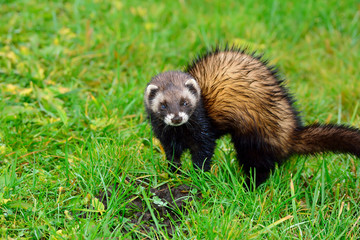 Ferret with a startled look looks into the lens