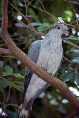 this is a side view of a topnot ptgeon