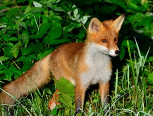 Portrait of a red fox on a green background.