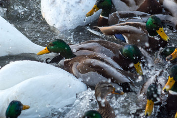 ducks in pond
