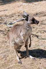 this is a western grey kangaroo