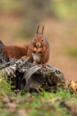 red squirrel eating nuts in the forest