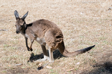 this is a western grey kangaroo