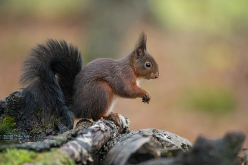 red squirrel eating nuts in the forest
