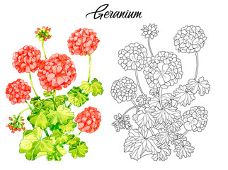 Drawing of beautiful geranium flower.