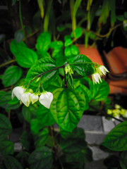  plants that grow by the side of the road