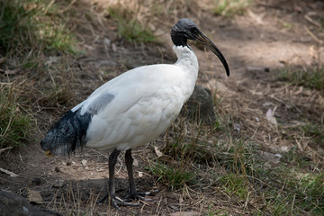Obraz na płótnie Canvas this is a side view of a white ibis