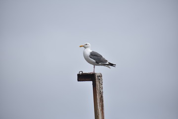 seagull on a post
