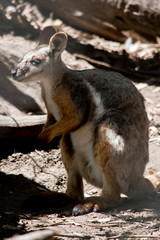 this is a side view of a yellow footed rock wallaby