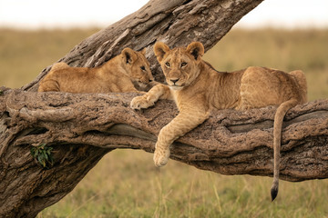 Two lion cubs lying on the branch of a fallen tree. Image taken in the Maasai Mara National...
