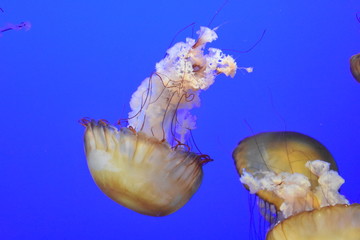 White ocean jellyfish