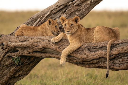 Two lion cubs lying on the branch of a fallen tree. Image taken in the Maasai Mara National Reserve, Kenya.
