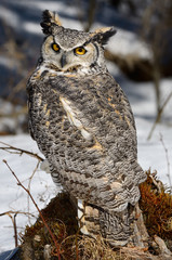 Great Horned Owl sitting on a tree stump in a snowy forest North Ontario
