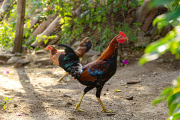 Aves de corral comiendo en granja ecológica