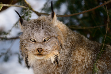 Close up of a Canada Lynx sitting under an evergreen tree in a snowy forest