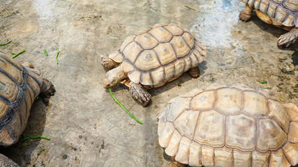 Large turtles are in their habitat