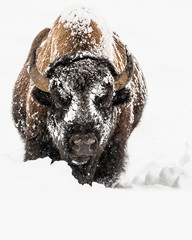 Bison in Yellowstone Winter © KevinParker