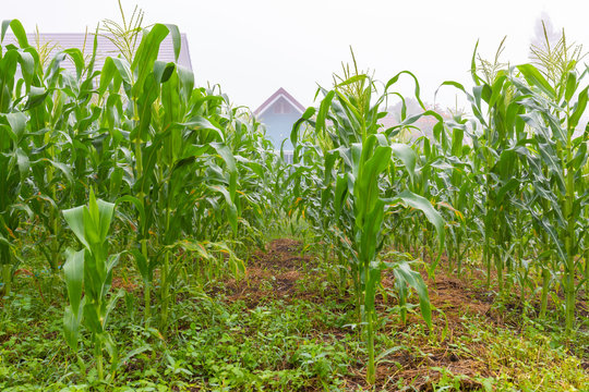 Green corn field with morning fog.